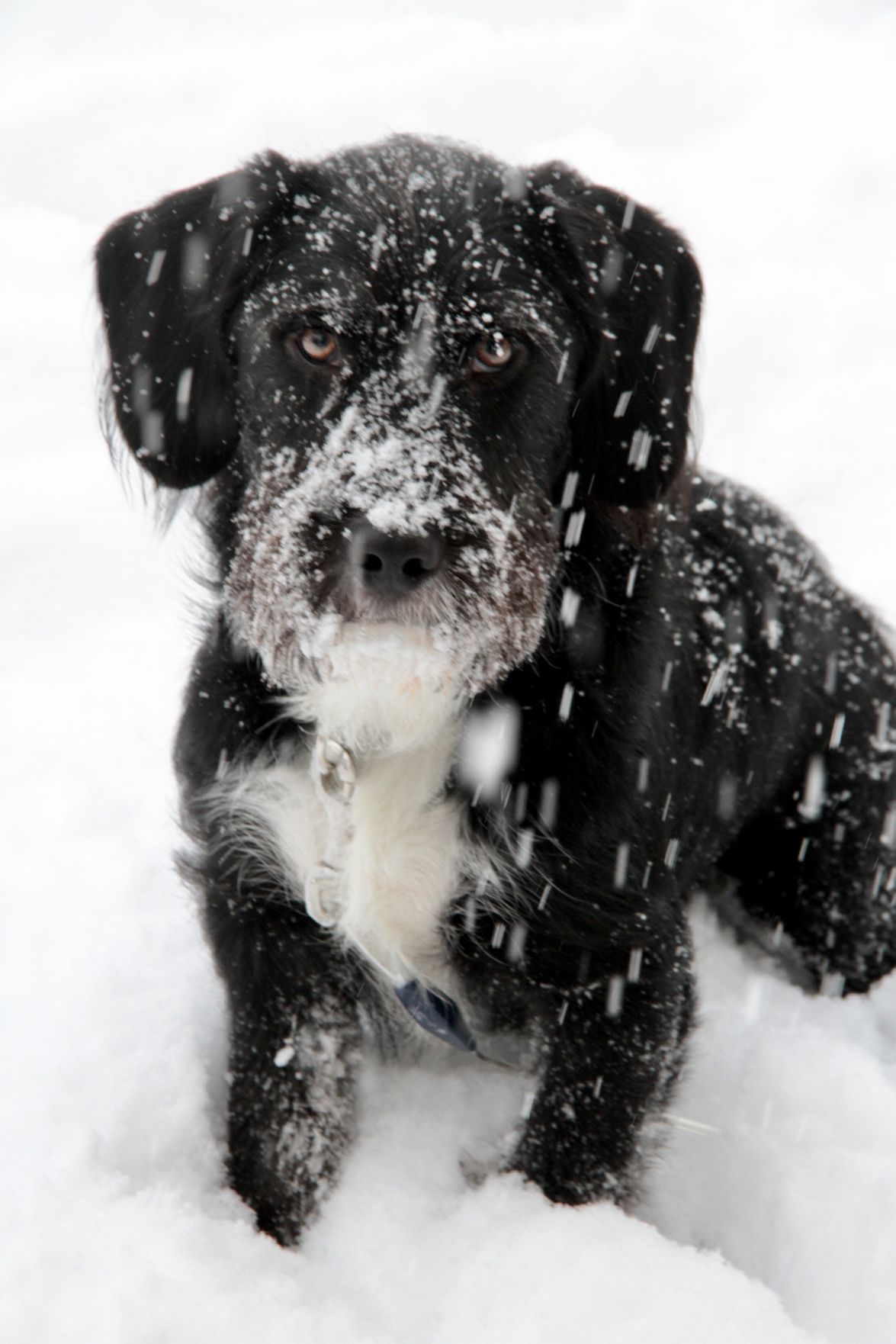 The Times Cutest Pets of Winter 2018